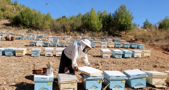 Köyceğiz Çam Balının Faydaları ve Doğru Kullanımı: Ege'nin Eşsiz Lezzeti